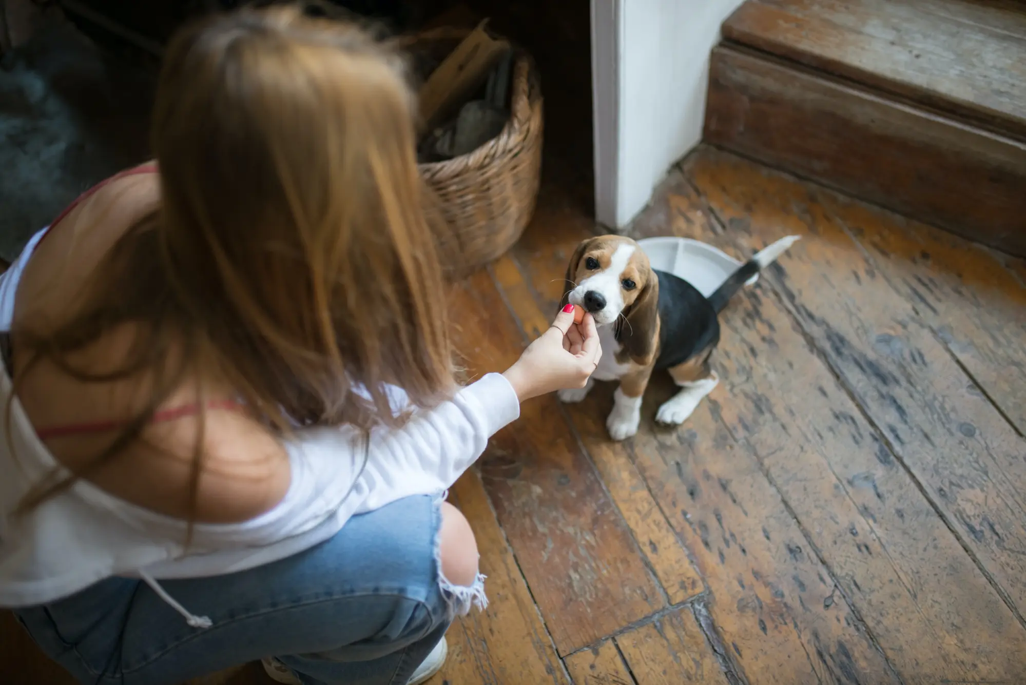 woman feeding a puppy dog