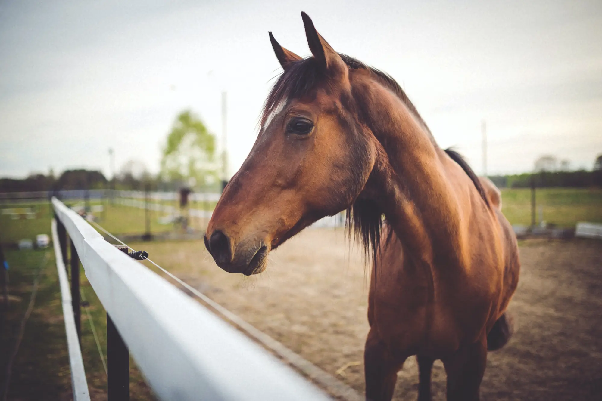 Brown horse in a paddock