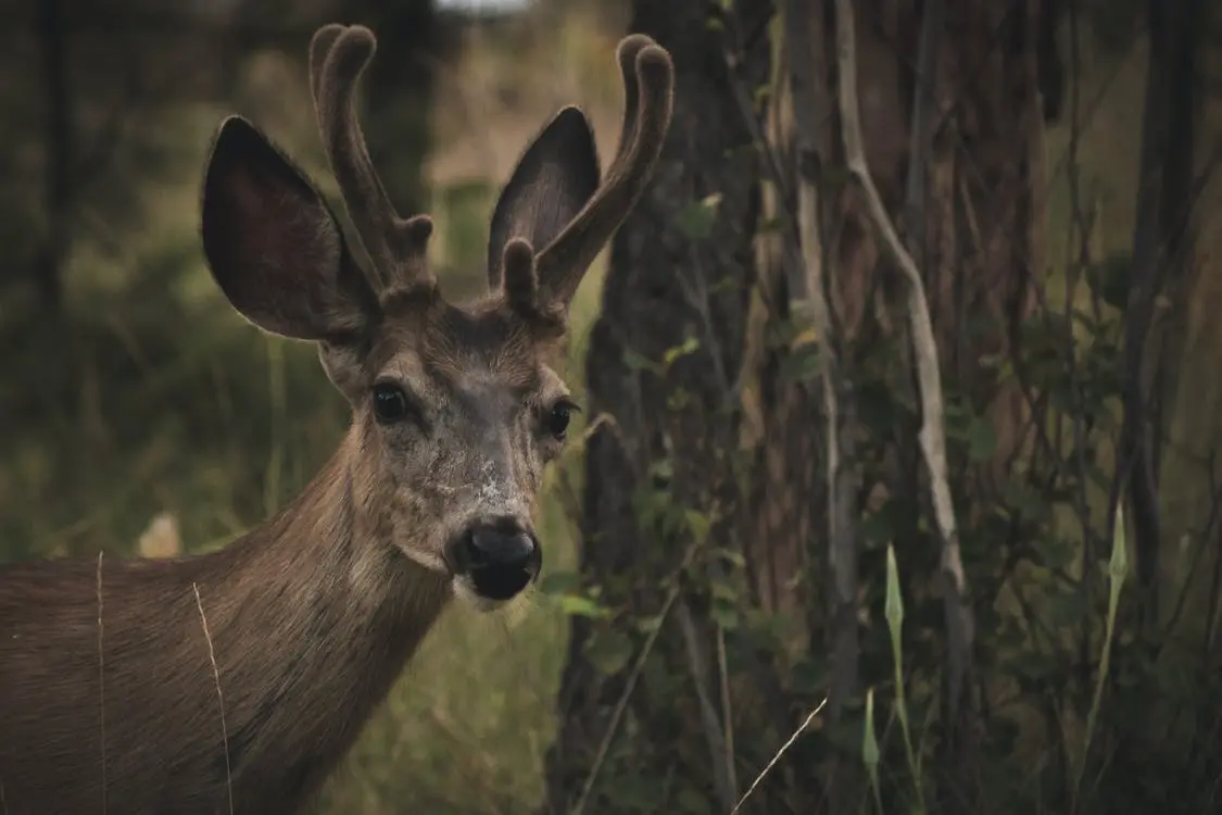 A deer that could jump in the road.